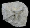 Otodus Shark Tooth Fossil In Rock - Eocene #60195-1